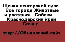 Щенки венгерской пули - Все города Животные и растения » Собаки   . Краснодарский край,Сочи г.